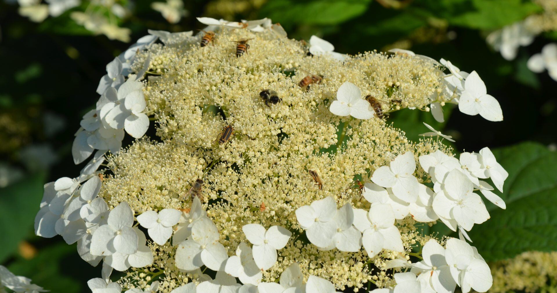 Hydrangeas: More than Just the New England Summer Flowers